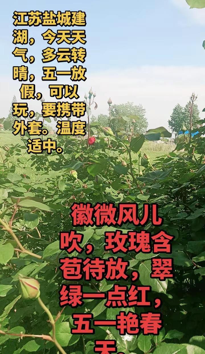今天，江苏盐城建湖，天气，多云转晴。阳光普照，玫瑰含苞待放，五一快乐。