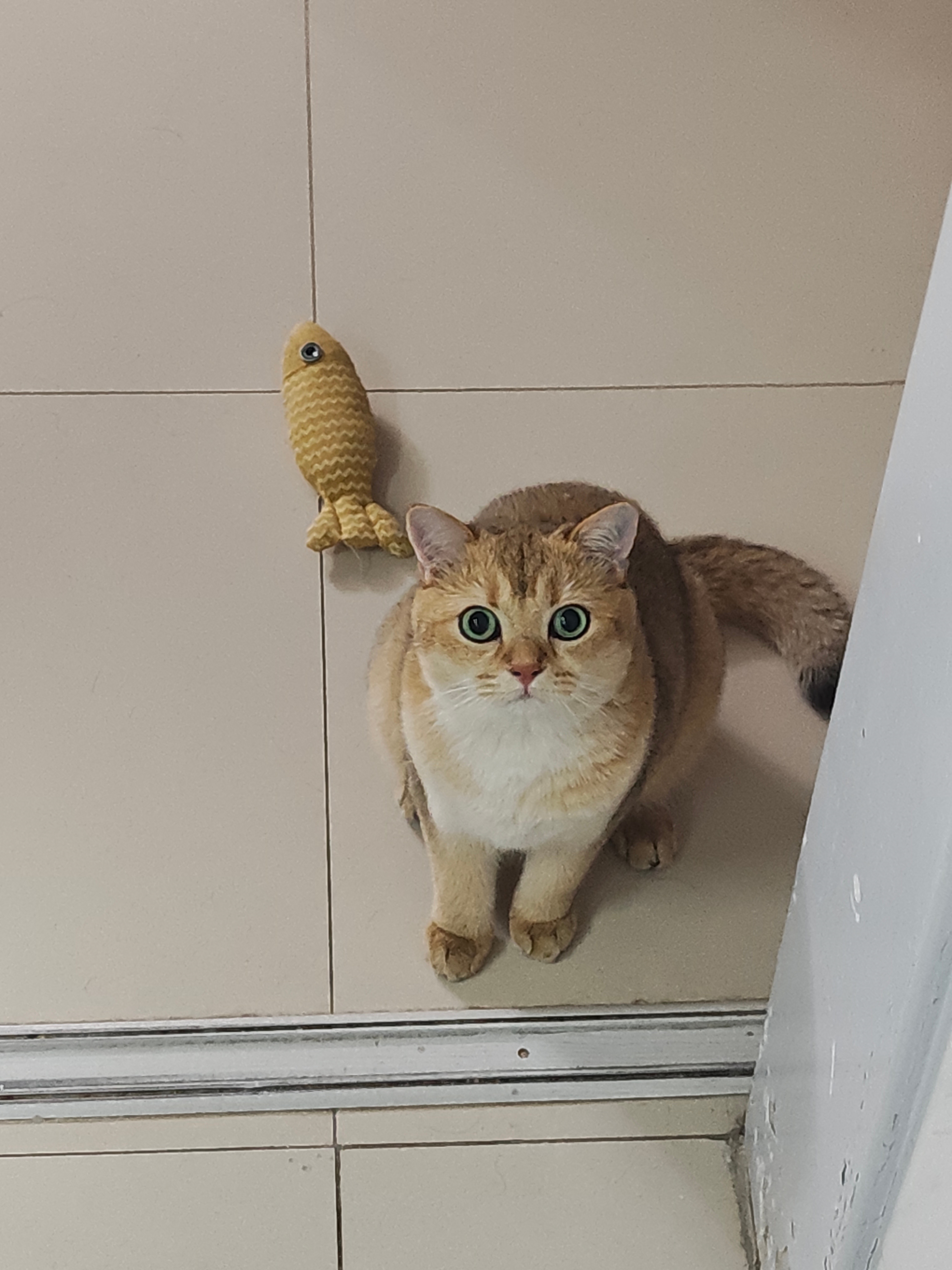 宠物卖萌中心我的日常plog 赶工也不忘撸猫朋友的猫太可爱了 ​​​