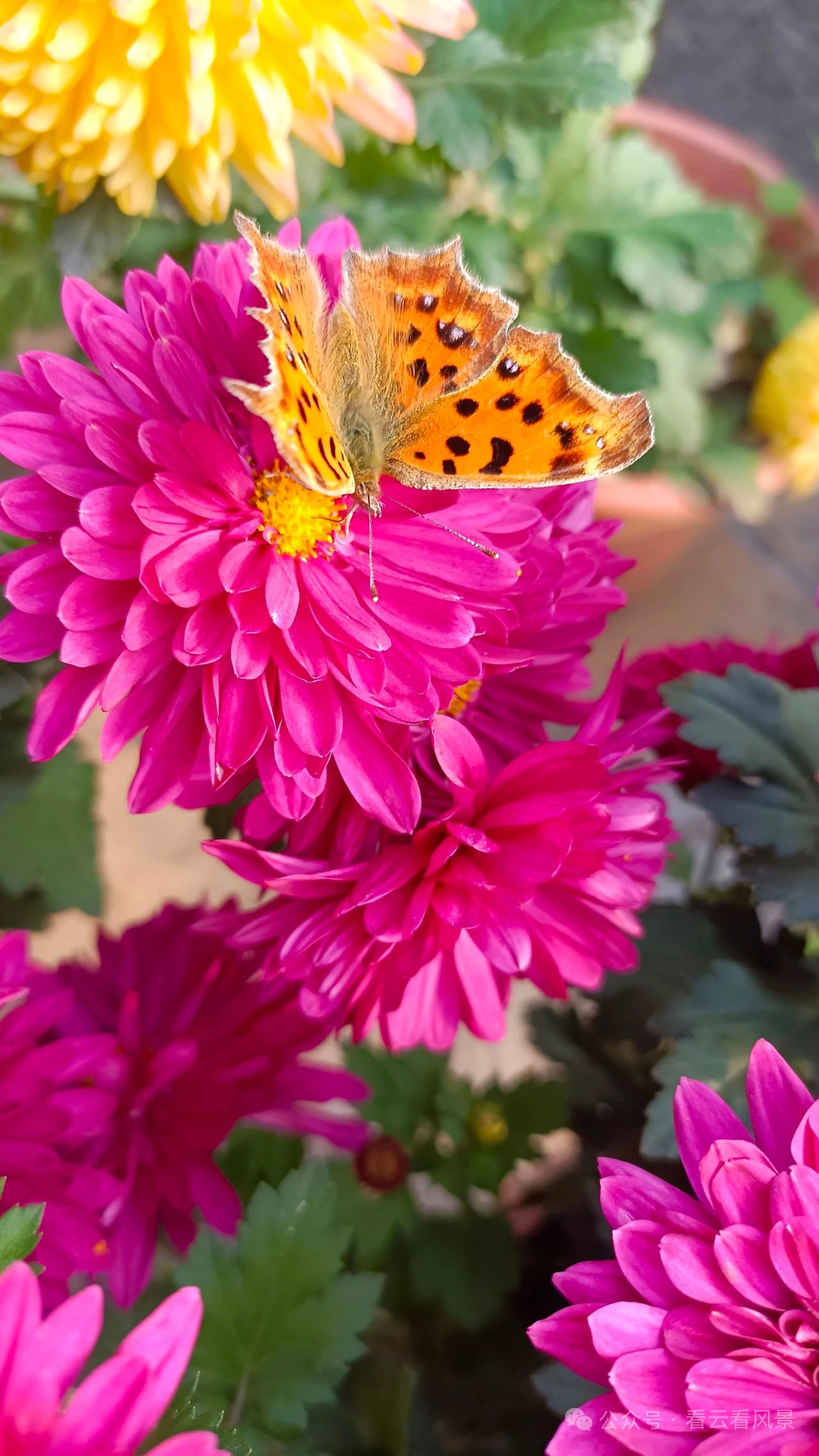 晒图笔记大赛图中展现的是绚烂的菊花丛，鲜艳的粉红色花朵层层叠叠，花瓣紧密簇拥，中