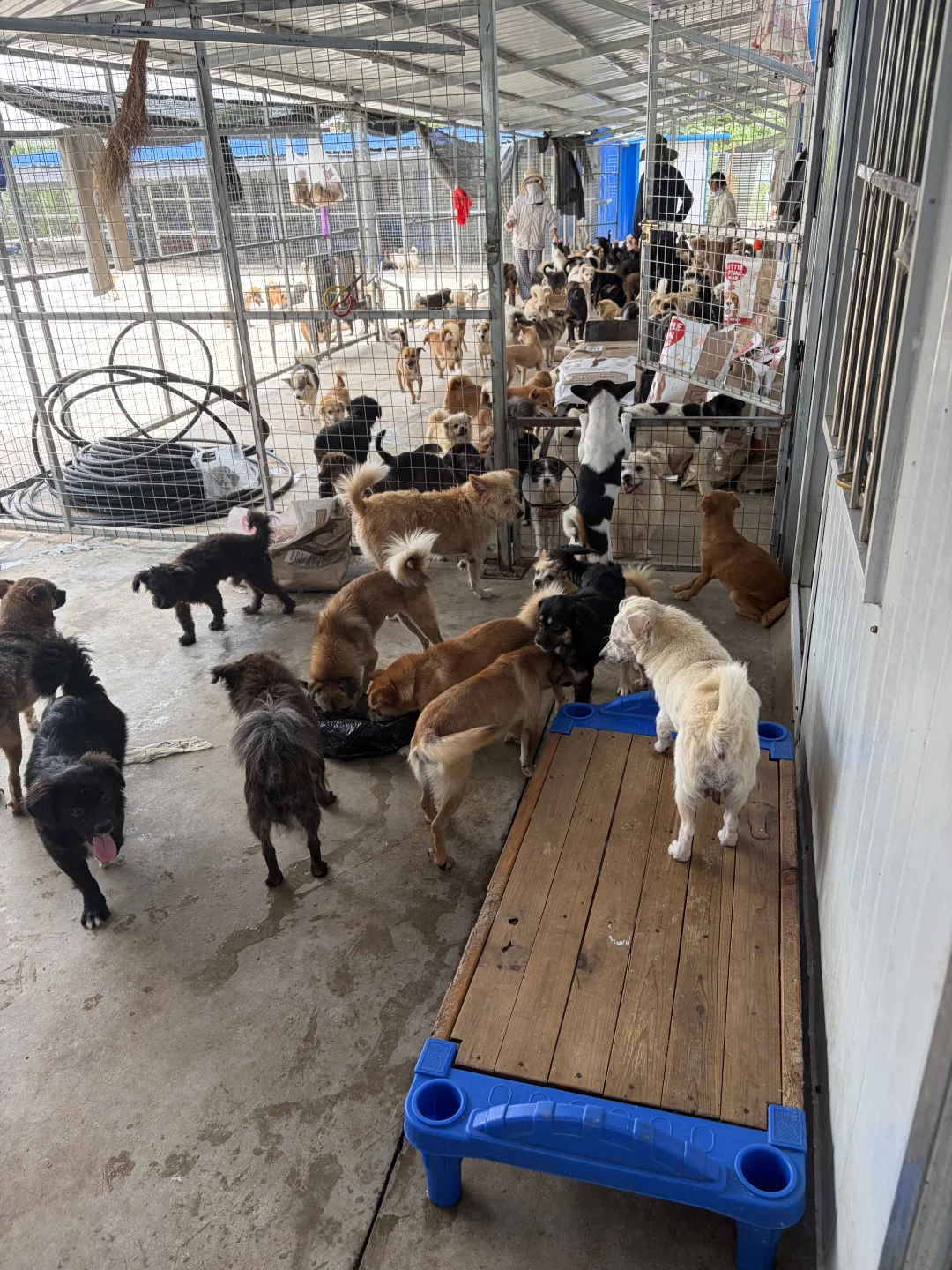 寻找湖北省内流浪犬基地跳蚤病例，免费治疗