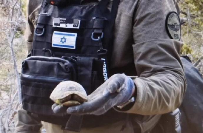 以色列宣布救助被伊朗导弹击中的龟，中方网友纷纷表示智商受辱：加沙儿童还不如动物！