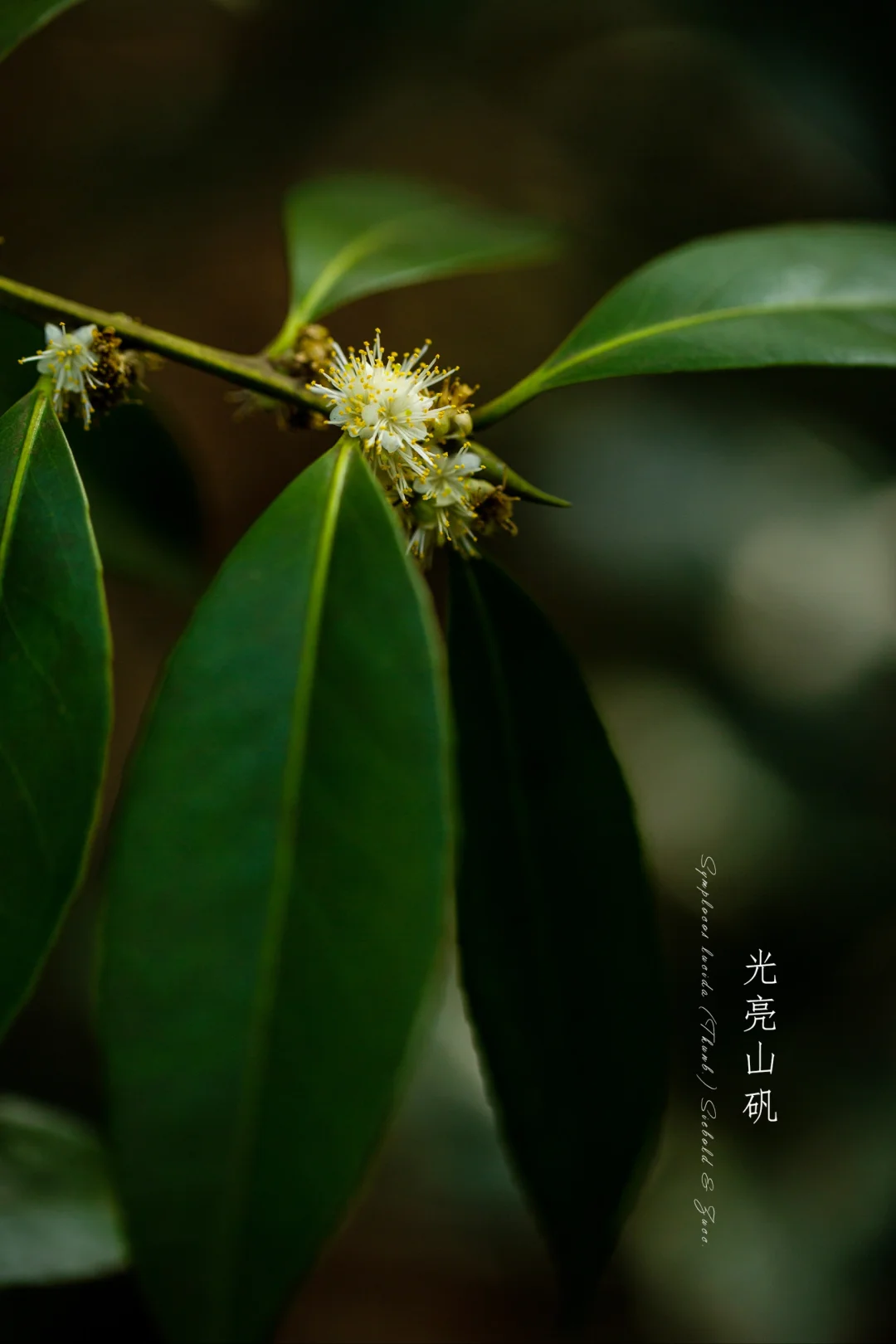 光亮山矾|Symplocos setchuanensis