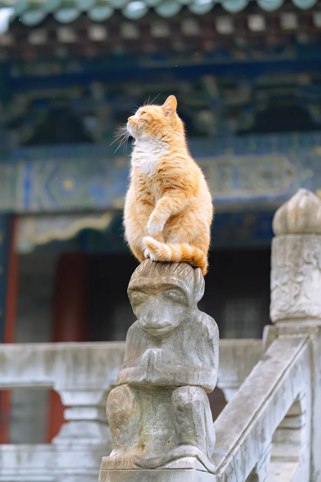 盘猴问道