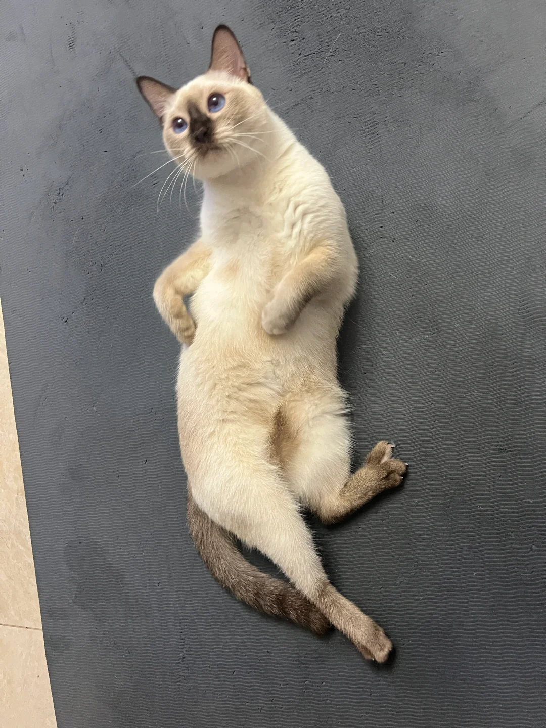 右滑看猫猫卷腹