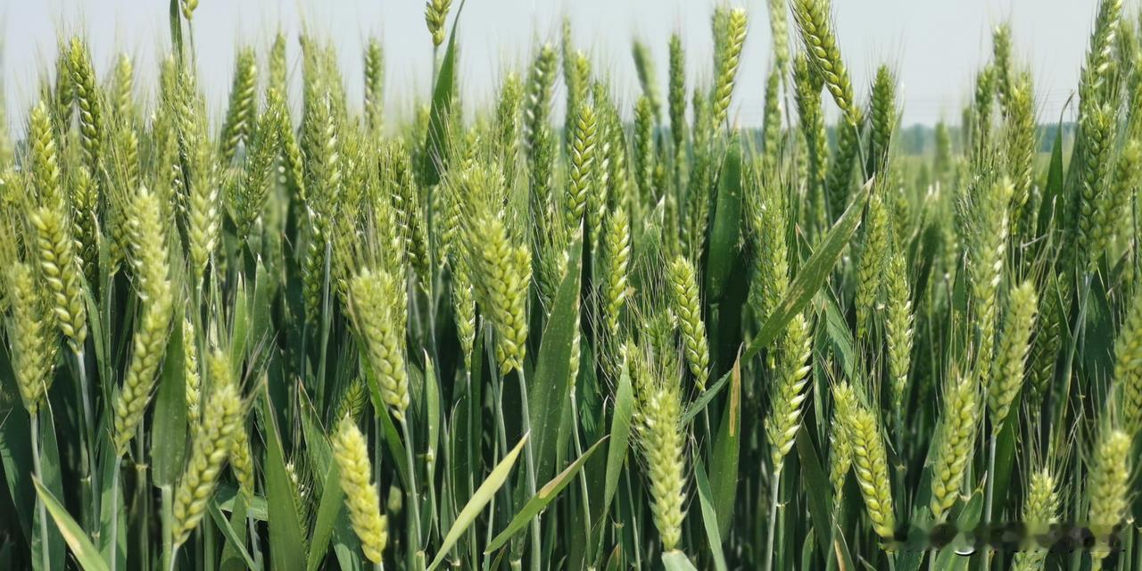 麦子抽穗了。你还记得家乡的小麦吗？它养活了我们一代又一代。
      其实，我