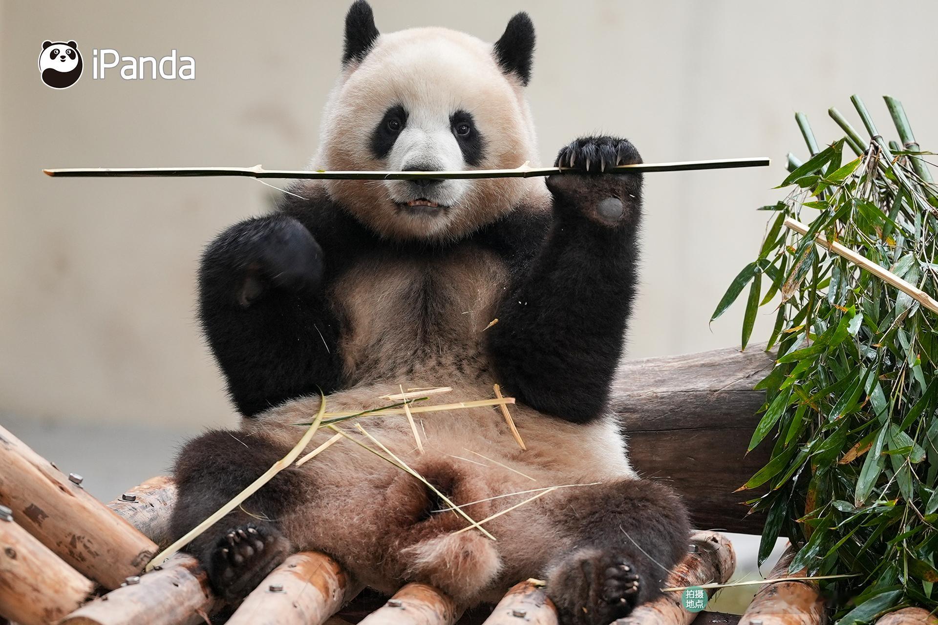 熊生在世，一定要做生活的“嚼嚼者”！( ˘ ³˘)熊猫趣图 大熊猫莽小五