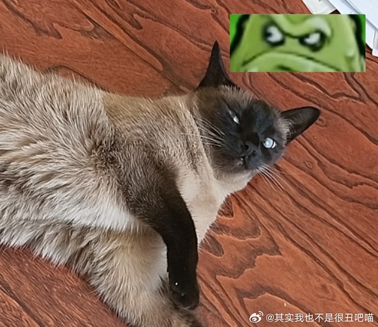 49893【丑猫】如图 