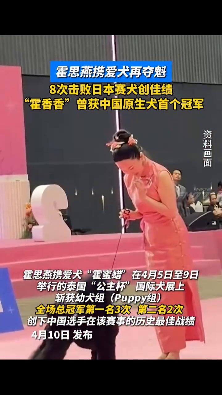 霍思燕携爱犬再夺魁，8次击败日本赛犬创佳绩，"霍香香"曾获中国原生犬首个冠军。