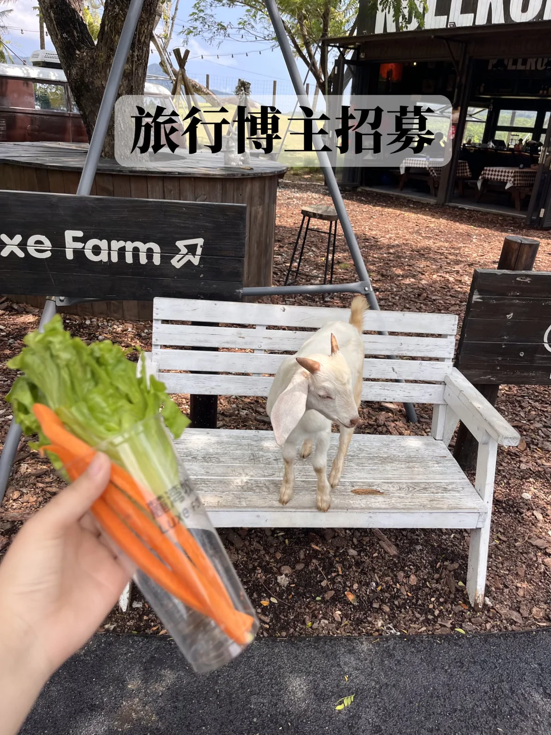 五一假期万宁旅行博主招募 | 来农场喂动物