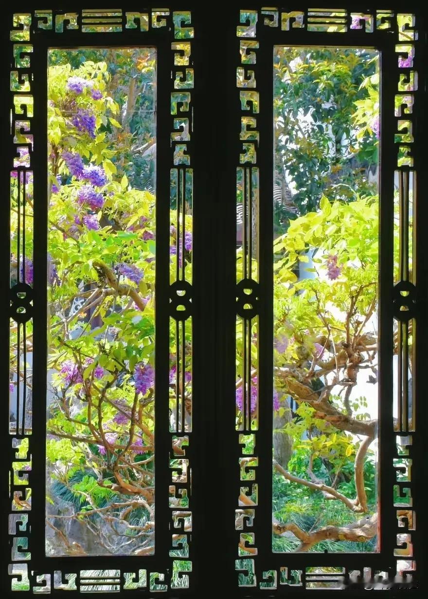 苏州网师园的树。
1、紫藤花，春天的网师园，紫藤花开时节，非常美丽。犹如一幅画。