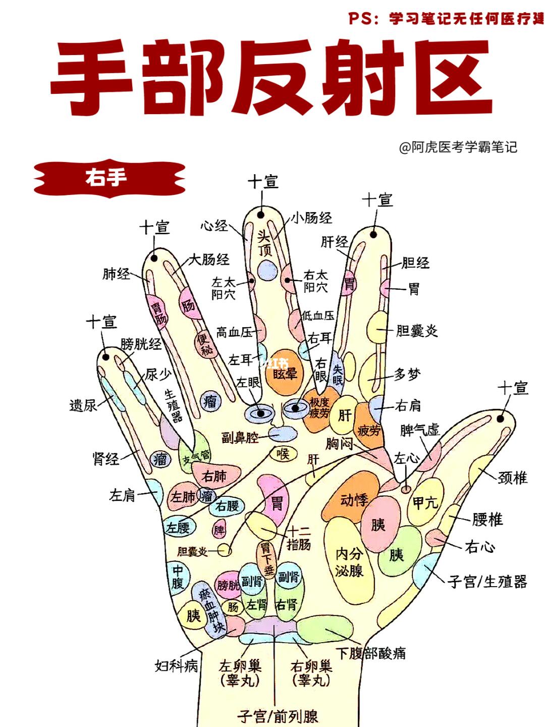 医学生笔记📒｜右手手部反射区👆