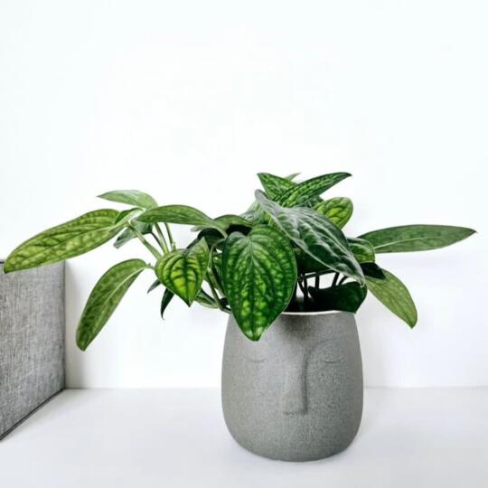 小众又好养的绿植🔥🔥🔥