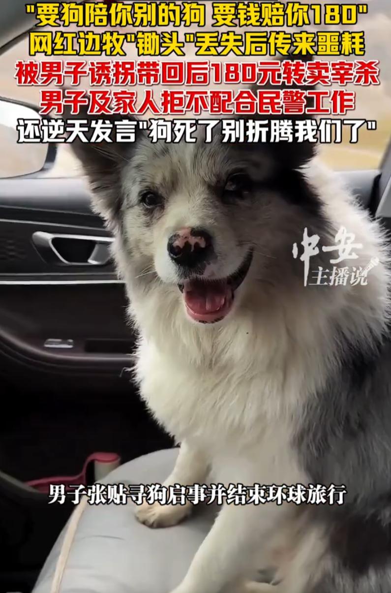 这不就是偷嘛！河南，一条有百万粉丝的网红边牧被人在门口拐跑，以180元转卖并宰杀