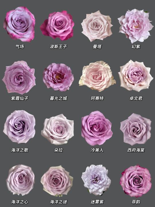 每日识花系列｜一次性认识16种紫玫瑰