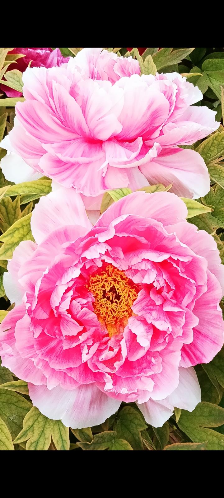 春日生活打卡季