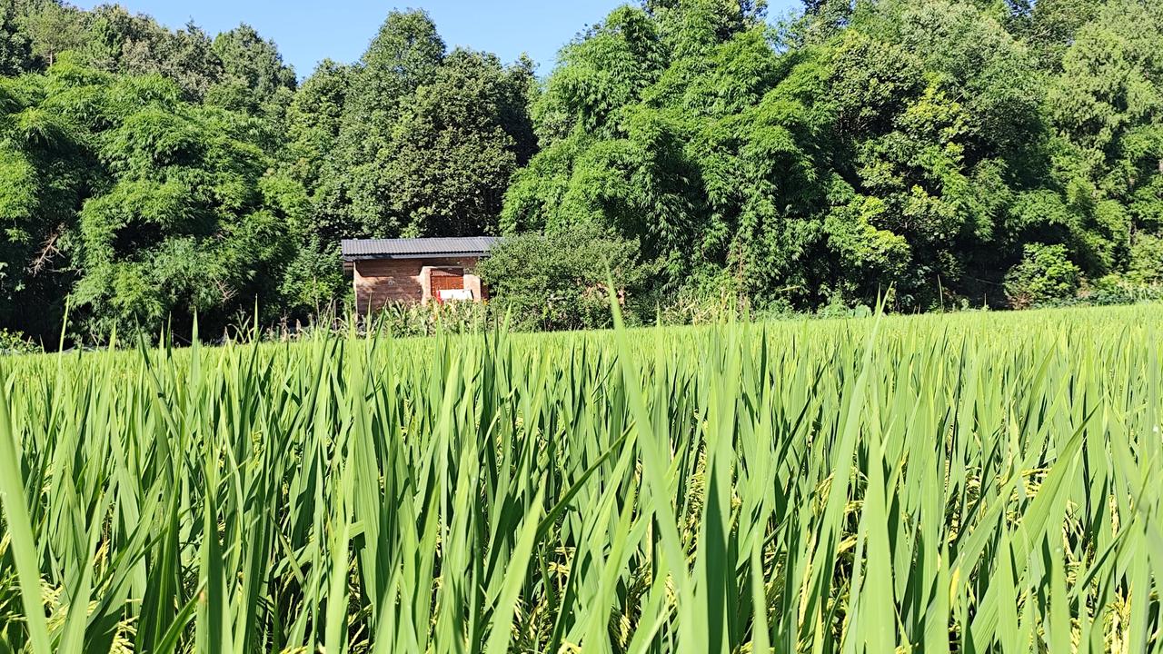 夏日生活打卡季乡村风景欣赏分享一张自然风景的照片，