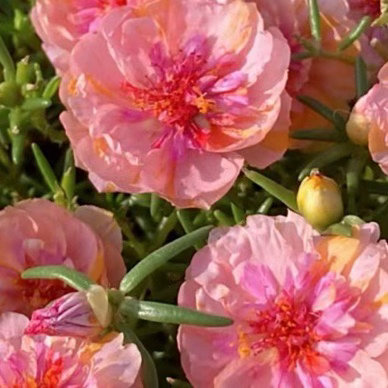 日行一善 丨每日一善阳光信用日行一善 生活，需要一点阳光，生命，需要一些勇敢，纠