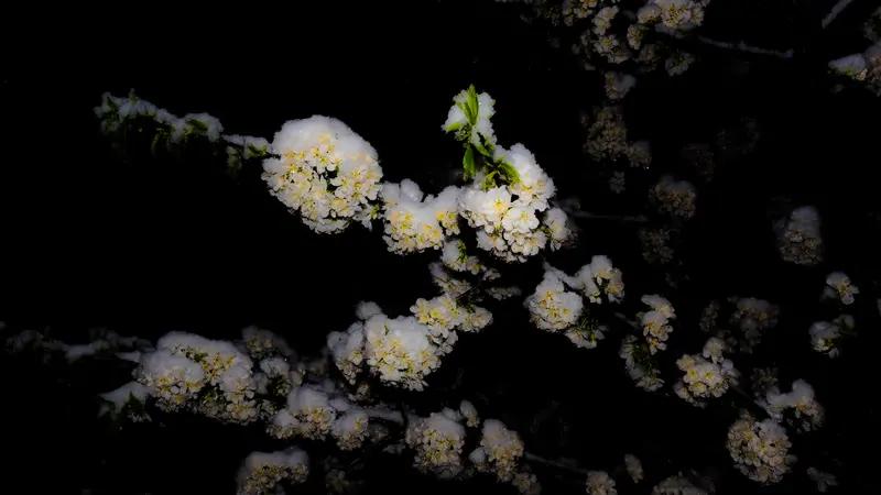 看到“雪来一夜花飘白”这个上联，瞬间感觉画面感十足，仿佛一夜之间雪花纷飞，世界都
