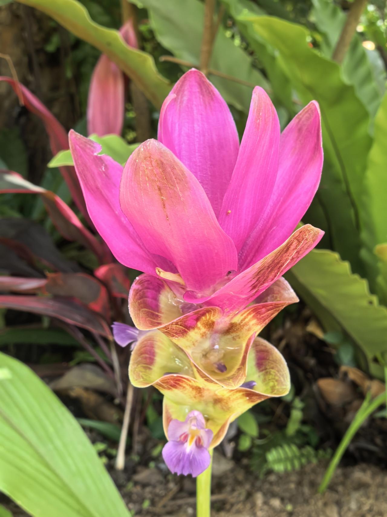 分享一张你最近拍的花