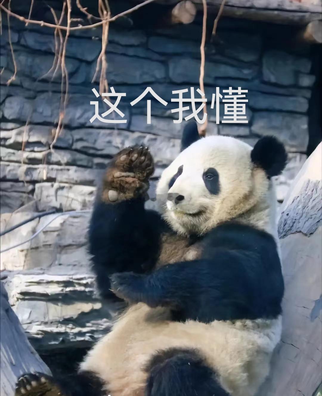 萌兰真的好可爱啊！最近越看越上头，有姐妹一样吗？ ​​​