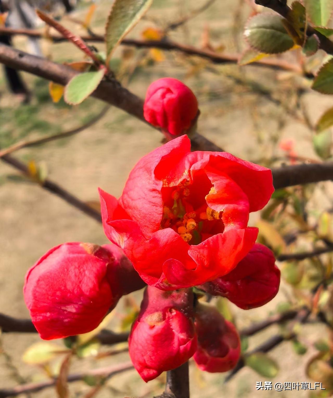 春暖花开的季节到了，红艳春花绽，芳菲满枝头。