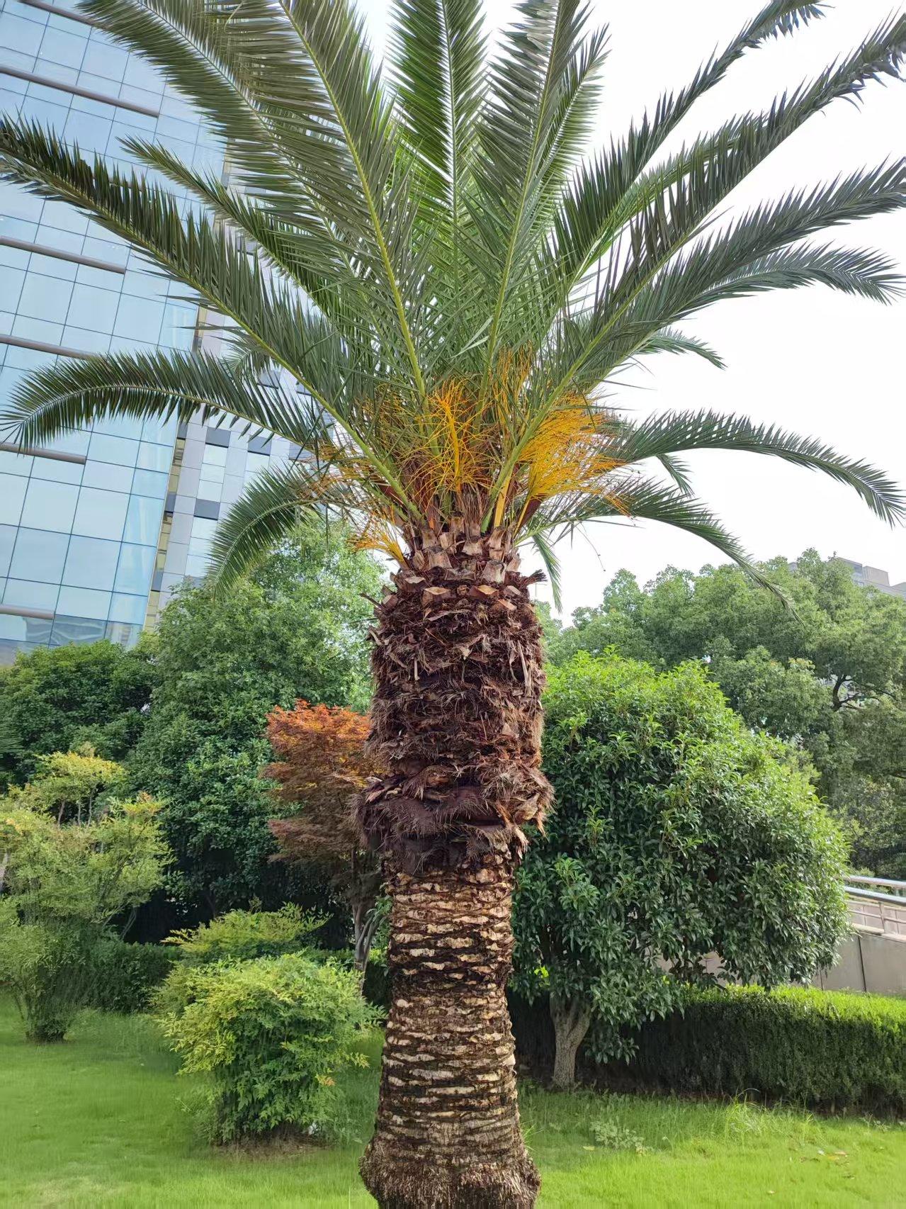 铁树真的不会开花吗?铁树是可以开花的，成年铁树在热带甚至可以年年开花，但是到北方