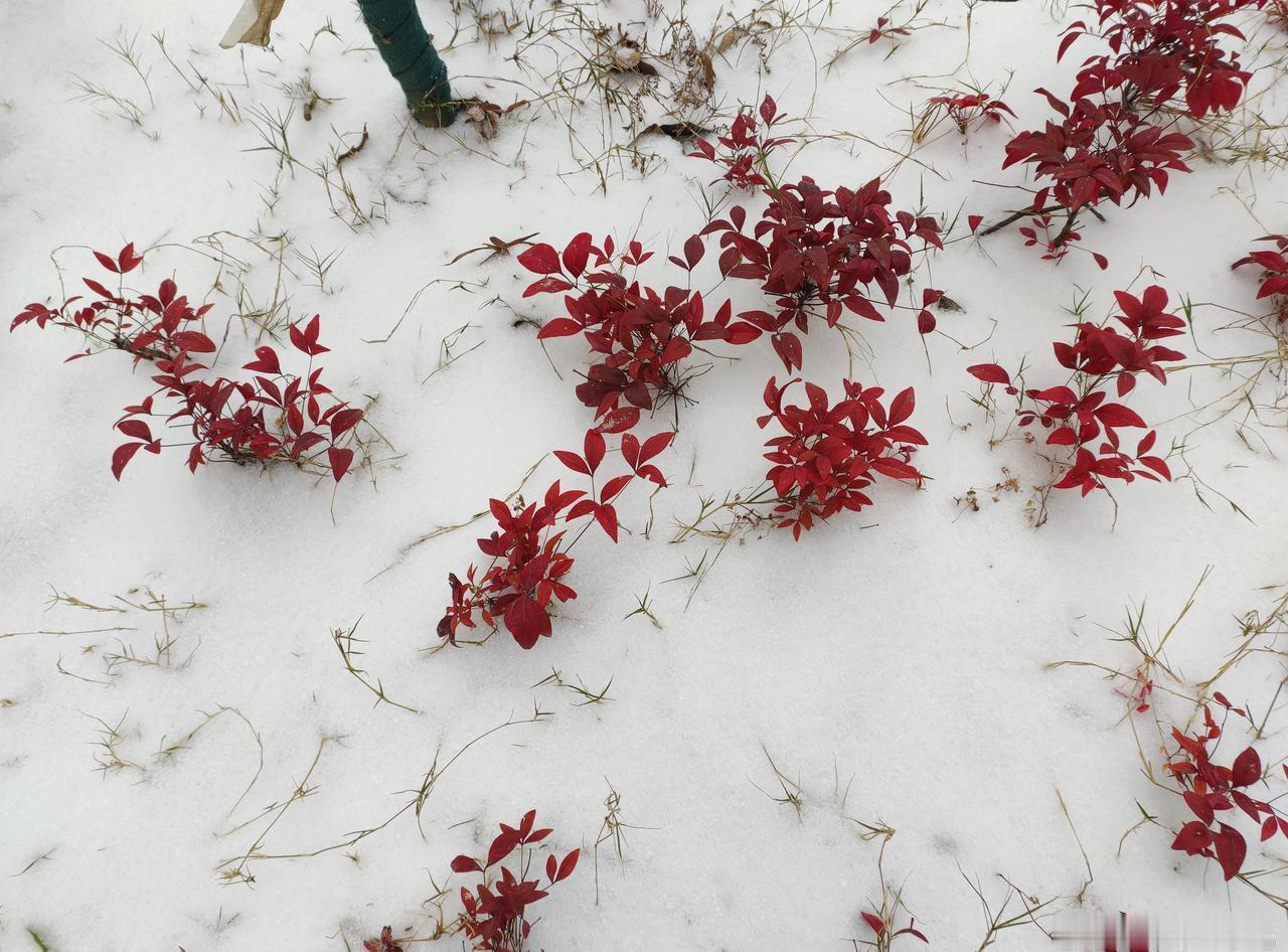 暴雪来袭河南20多个景区闭园是的，没想到雪下的这么大。气温也很低，一个上午路上骑