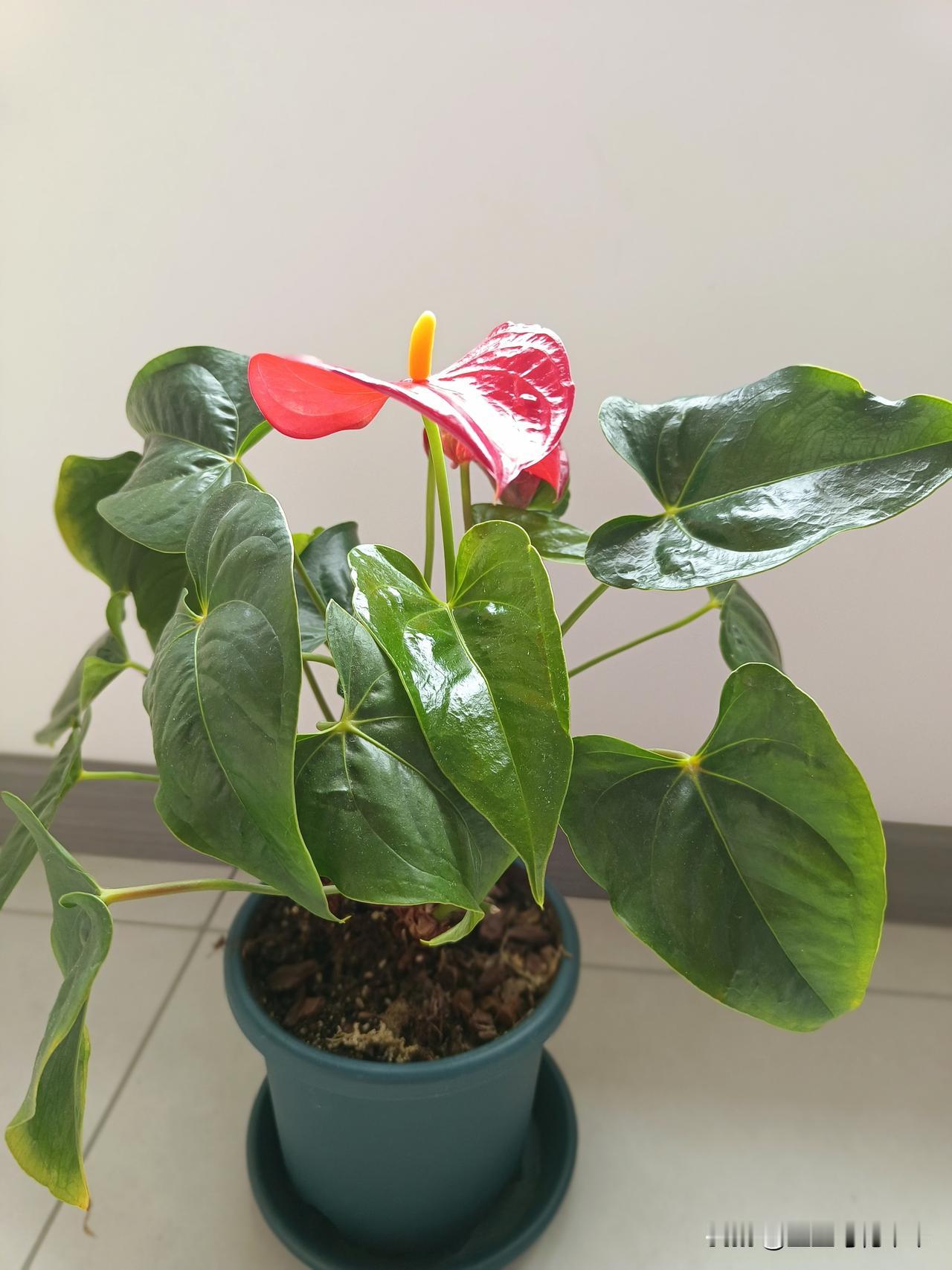 我家的红掌现在花开正艳，这盆红掌我以经养了两年多，我记得当时这盆红掌是我花三十元