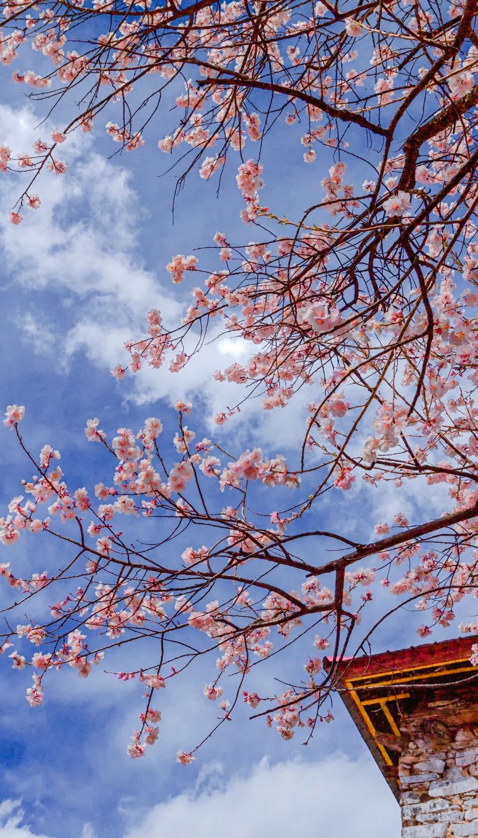 春色撩人花满天，
风光旖旎在身边。
呼朋引伴踏青去，
绿水青山入眼帘。