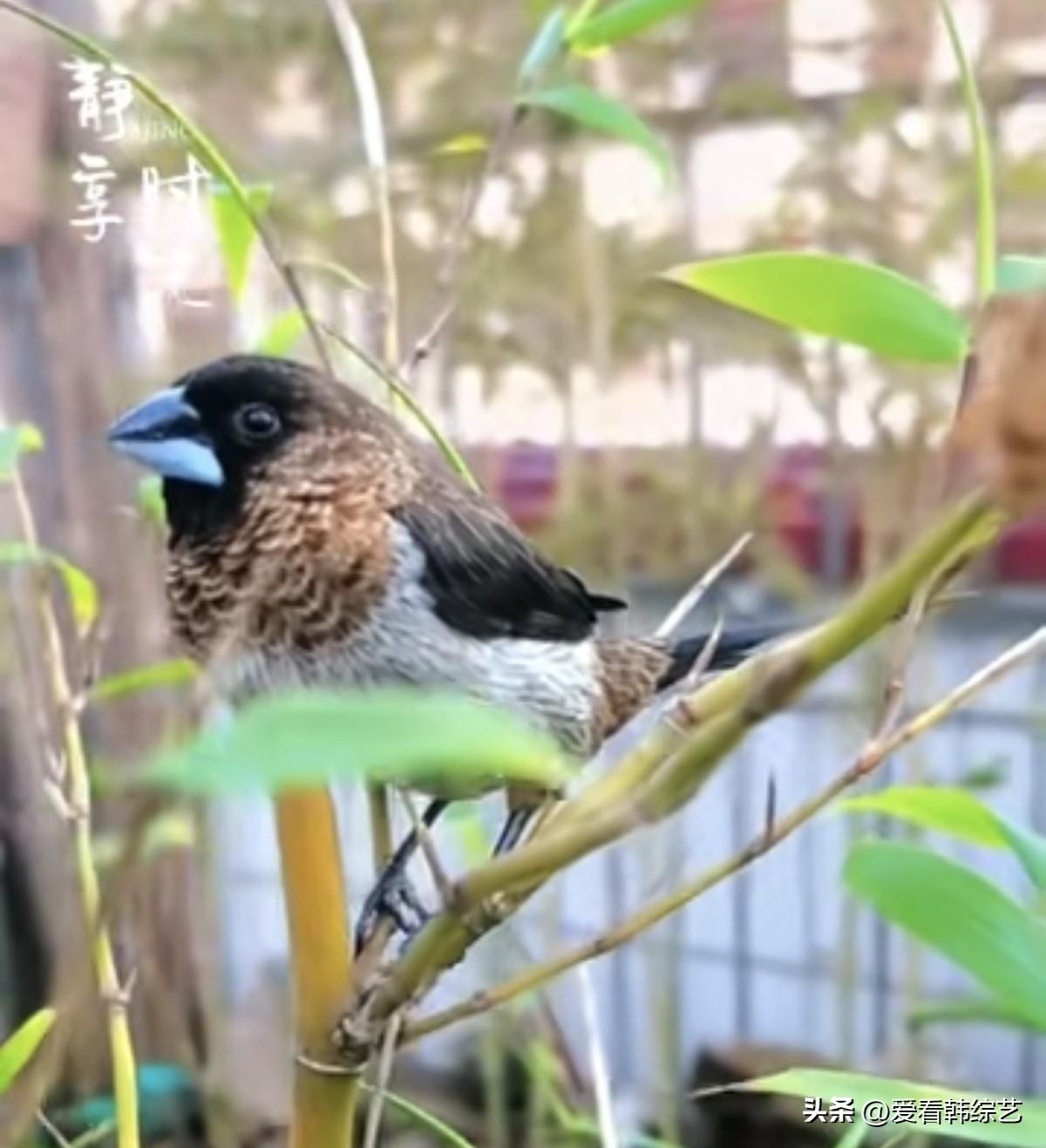 天南地北大拜年棕羽裹着软绒，蓝喙沾着晨光，小鸟蜷在竹枝间，嫩叶绿影轻晃。风掠过梢