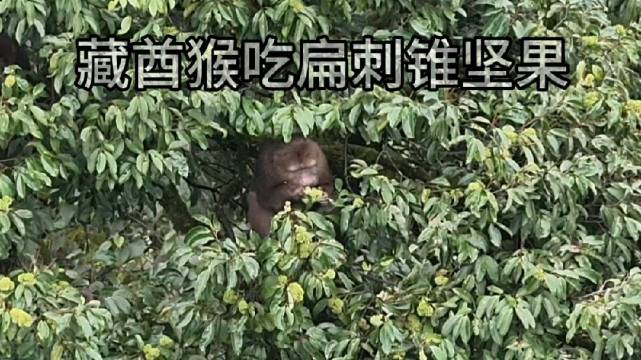 用无人机巡山时发现了藏酋猴群（国家二级重点保护野生动物）在扁刺锥树上吃果实，扁刺锥的坚果很好吃，但坚