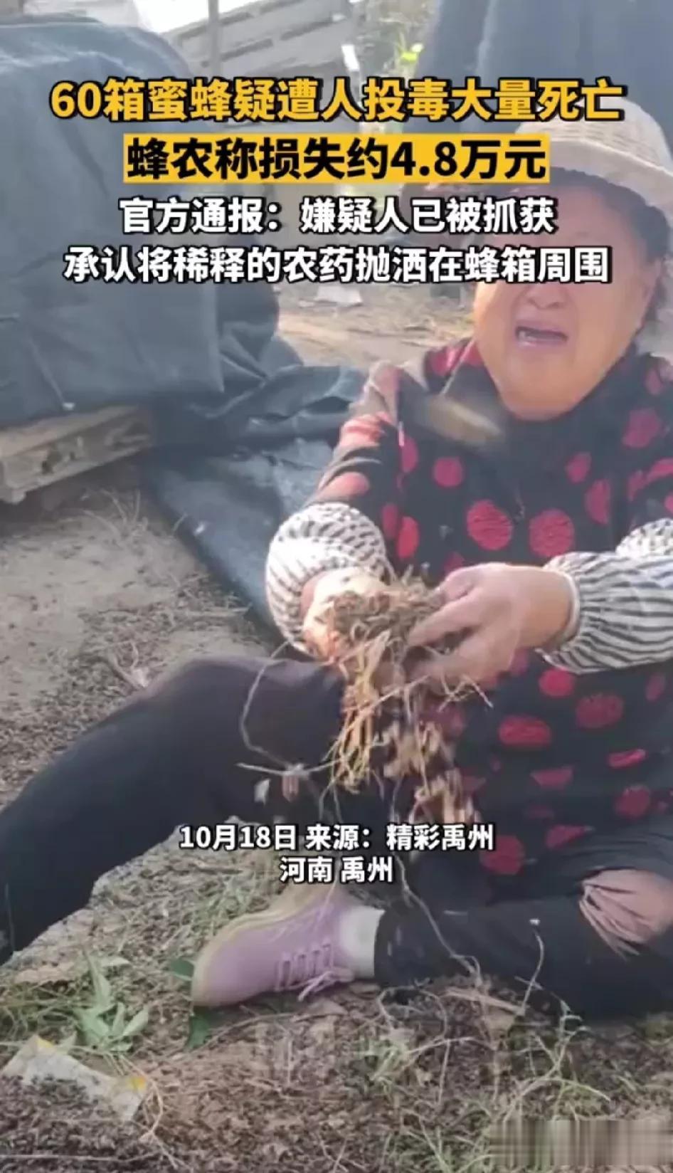 真是丧尽天良！眼红村民养蜂赚钱，男子在蜂箱周围投毒致使60箱蜜蜂死亡。

在河南