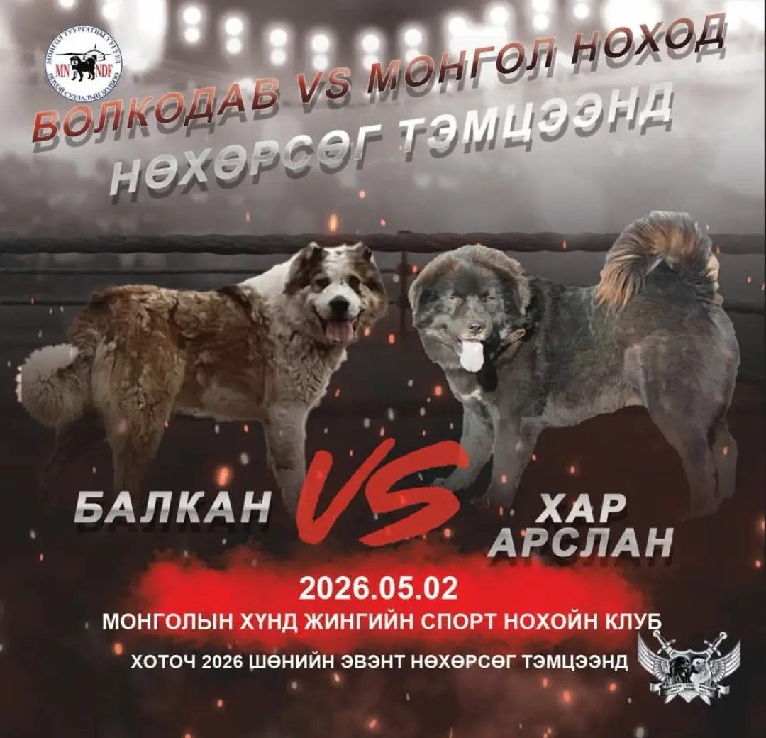 Волкодав VS Монгол нохой Хоточ 2026...