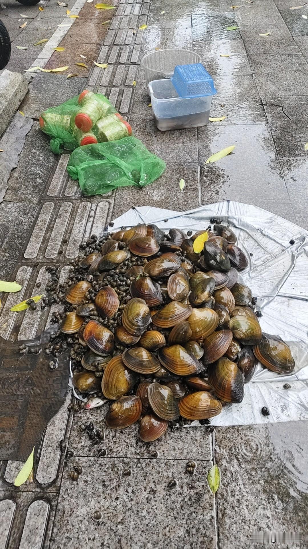 走在海口的街道上，小雨淅淅沥沥的下着，图一街道边随时见到卖螺的，大海螺10元四个
