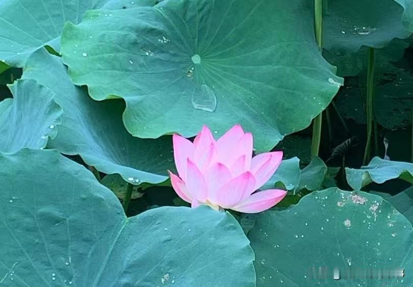 [锦鲤到来]客户常见的顾虑问题

一、价格贵
谁家的钱都是真金白银，花钱仔细一点