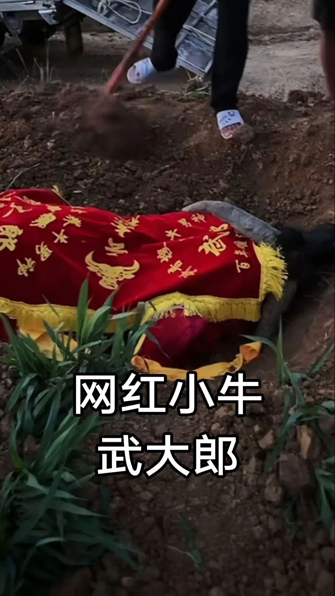 新农人 网红小牛武大郎