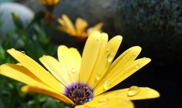 #春风轻拂绿柳岸，你对下联#

秋雨柔润菊脸盘