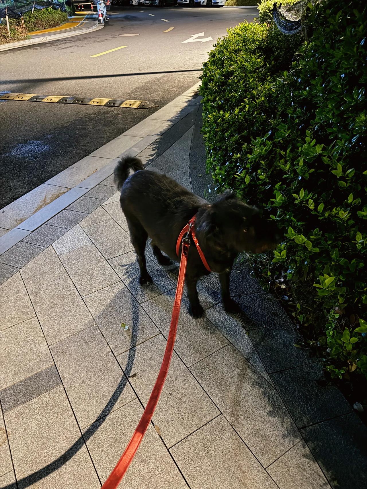 昨天安安心心摆烂了一天，什么正经事都没干，很爽～这会儿暴风雨停了，带小狗出来撒野