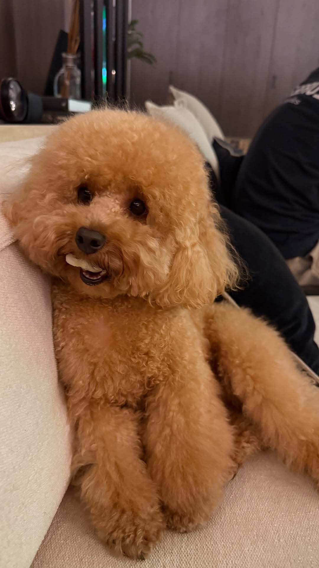 度假中的加斯利遛遛Simba🐕马上就要进入工作状态PierreGaslyPie