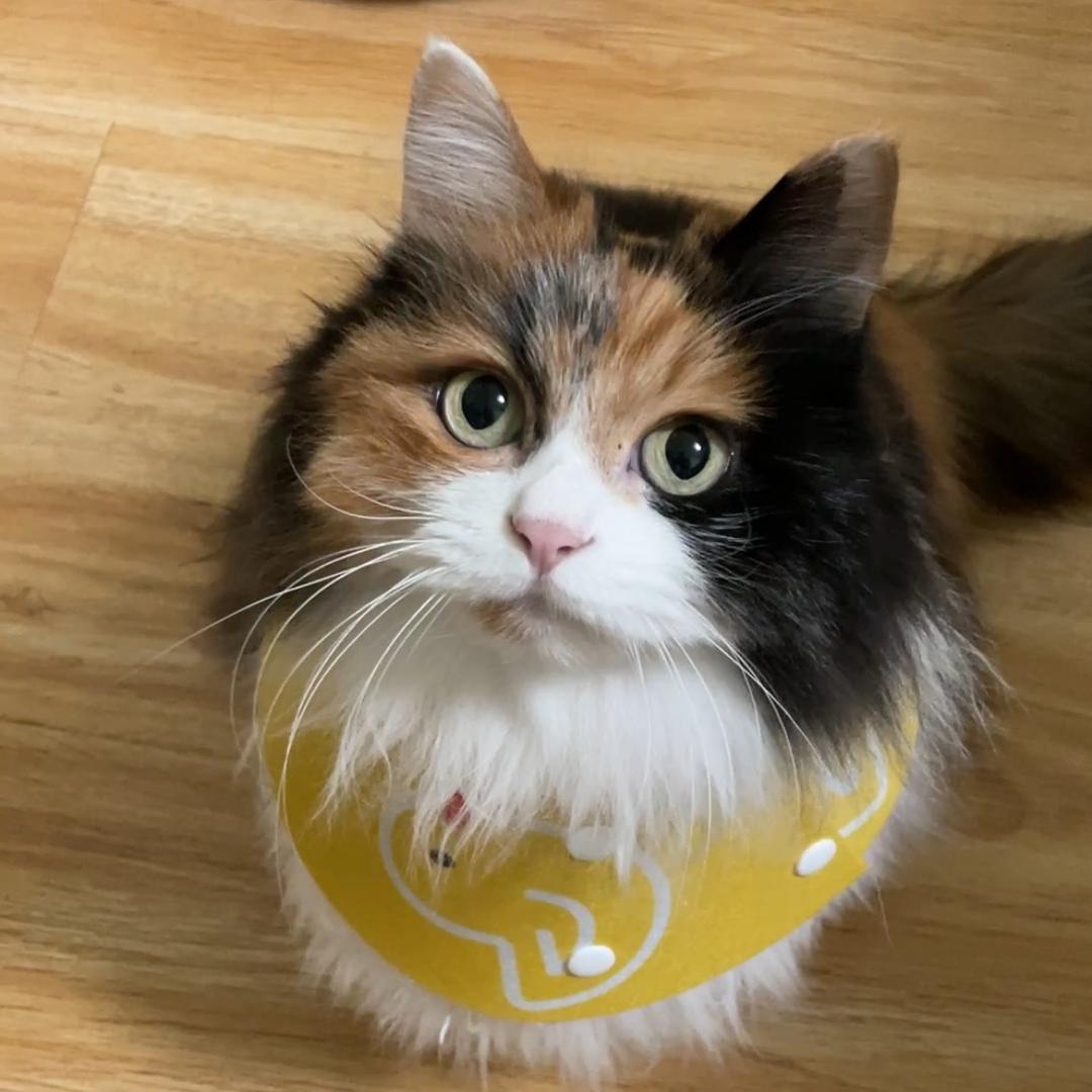 不二的小三花是个事儿精