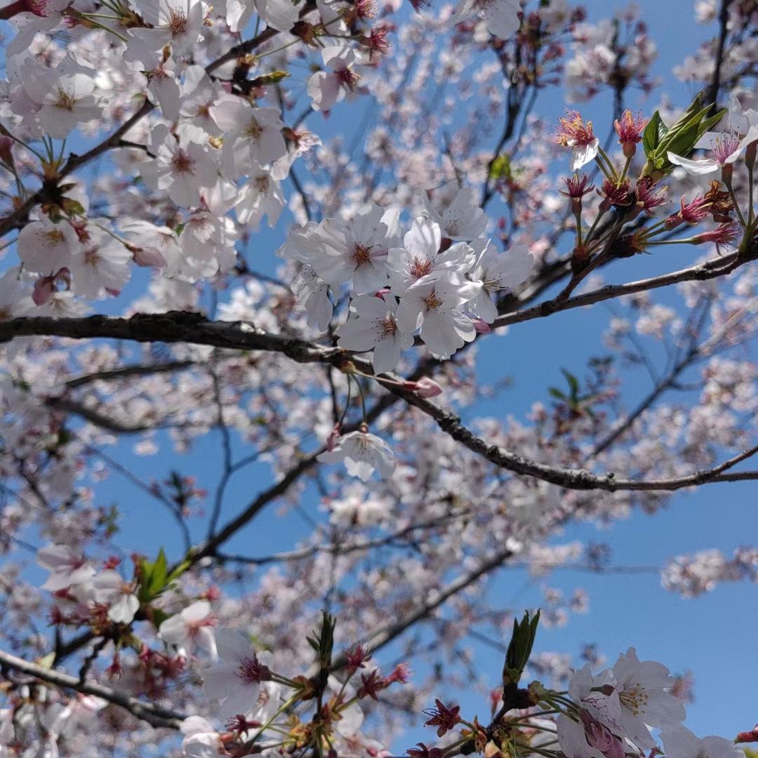 今天拿到这个👆🏻活动应该是上一期的奖励啦～虽然只有10多块钱💰也是好的٩(