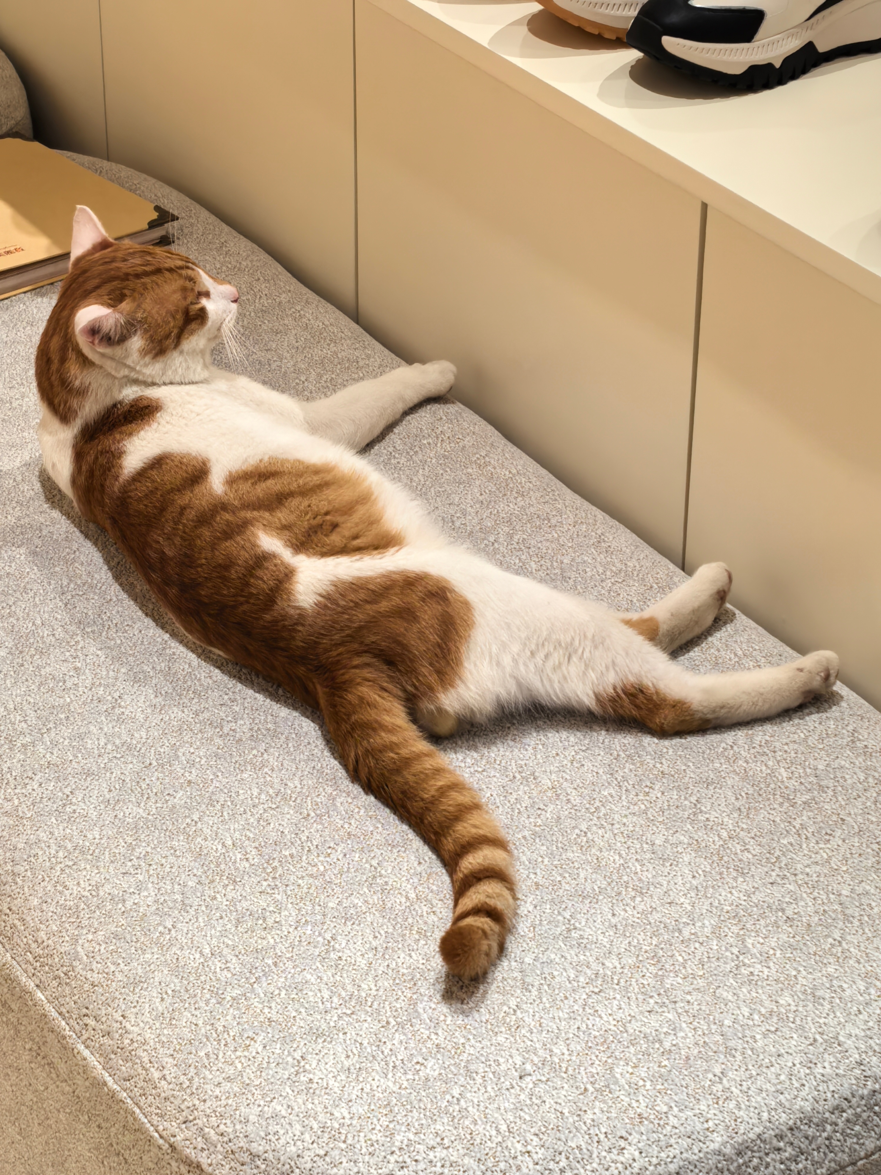 一直在商场流浪的猫…