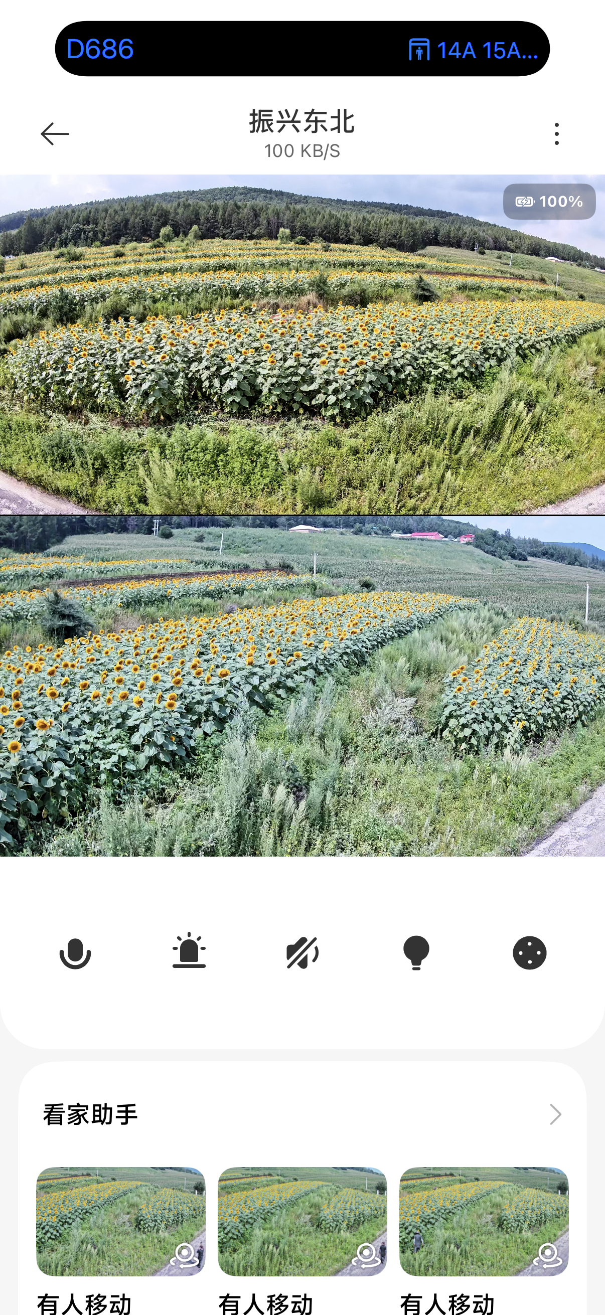 之前给大家抽过50棵向日葵，现在还没发货主要原因就是还没成熟现在是盛花期，到结果
