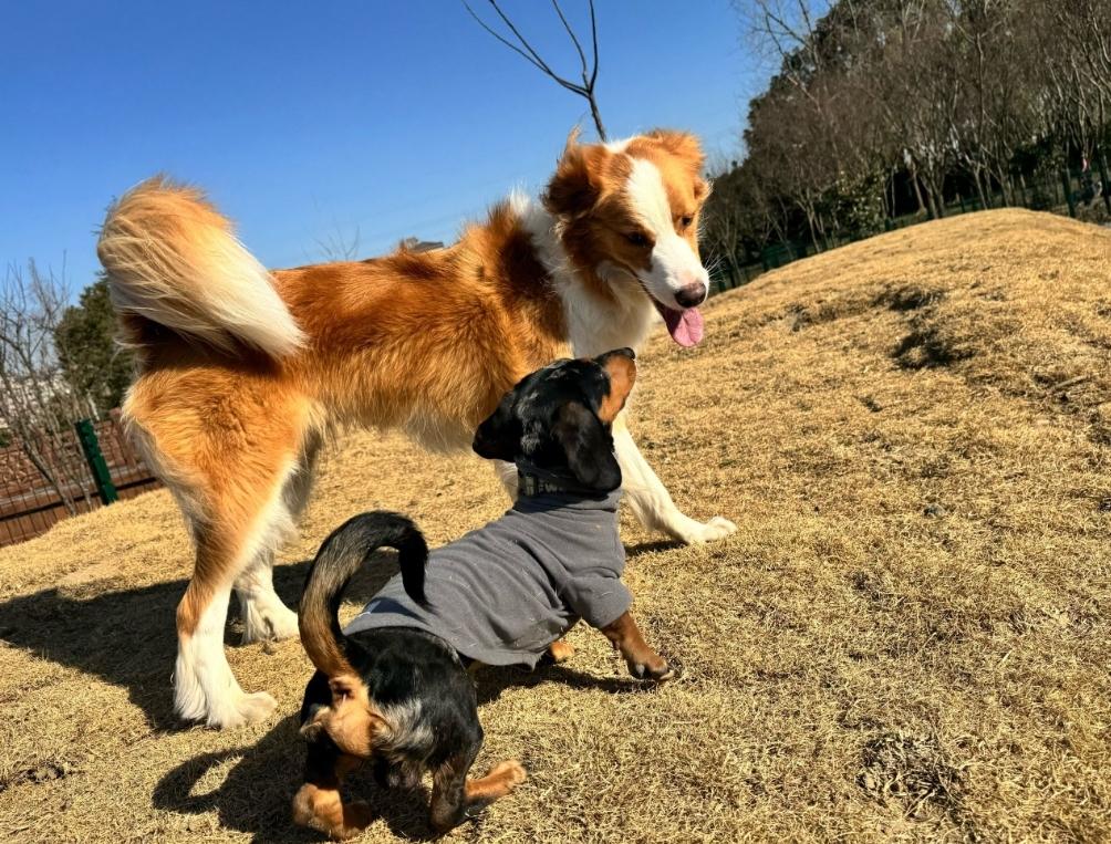 冬天来了，天晴正是晒太阳的好时候。
我老婆带着女儿在楼下草坪晒太阳，然后她趴在草