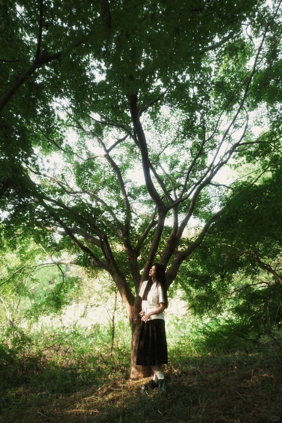 枝蔓攀生，夏色弥深。