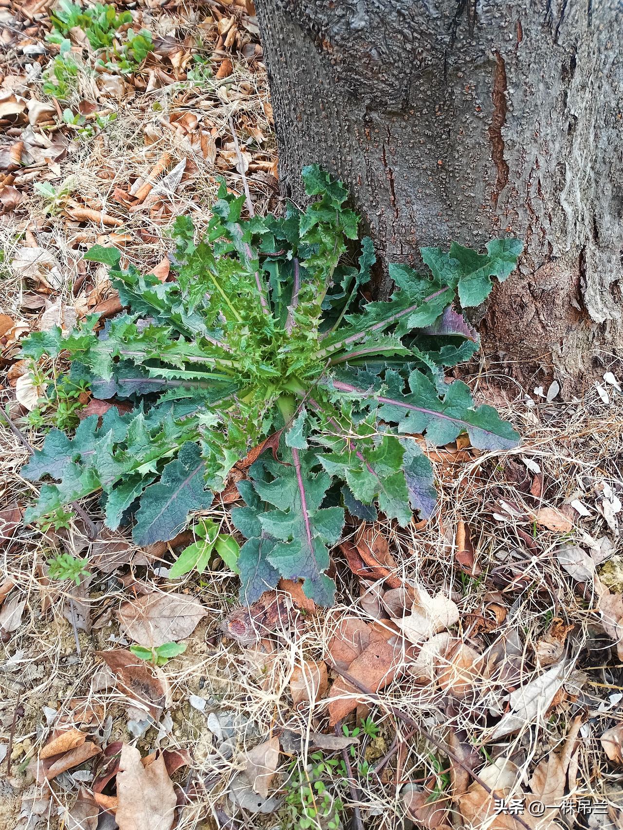 为什么越穷的人越是没什么远见?这个说法是错的。
当年，我的一个表哥，六个孩子，八