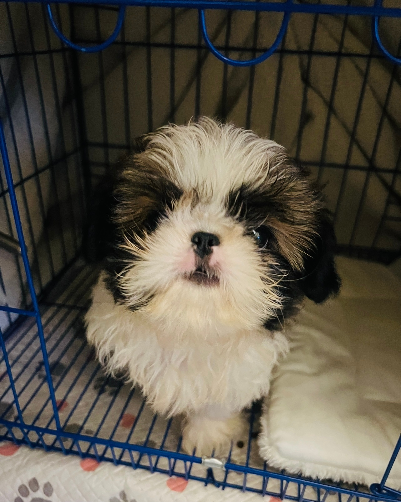 🐶咦？这是谁家的小可爱啊？☁️｜丙午·丁酉·甲午· 乙亥 ​​​