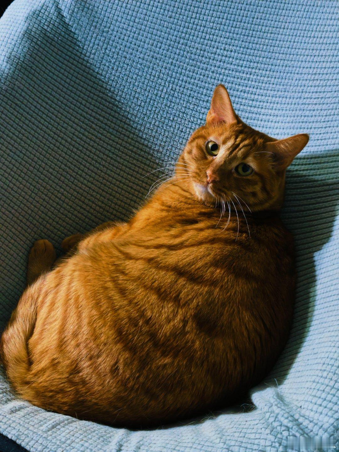 虎视何雄哉🐯 