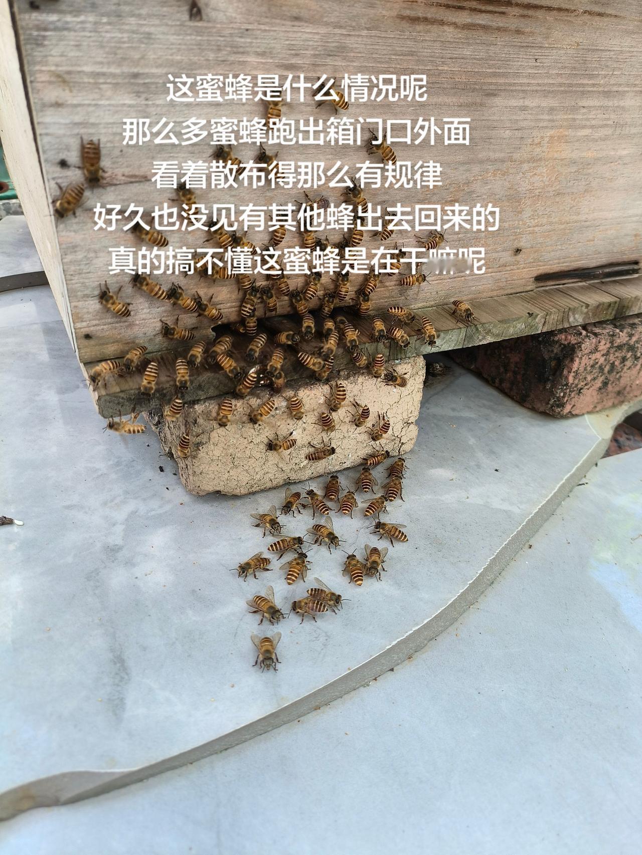 这蜜蜂是什么情况呢
那么多蜜蜂跑出箱门口外面
看着散布得那么有规律
好久也没见有