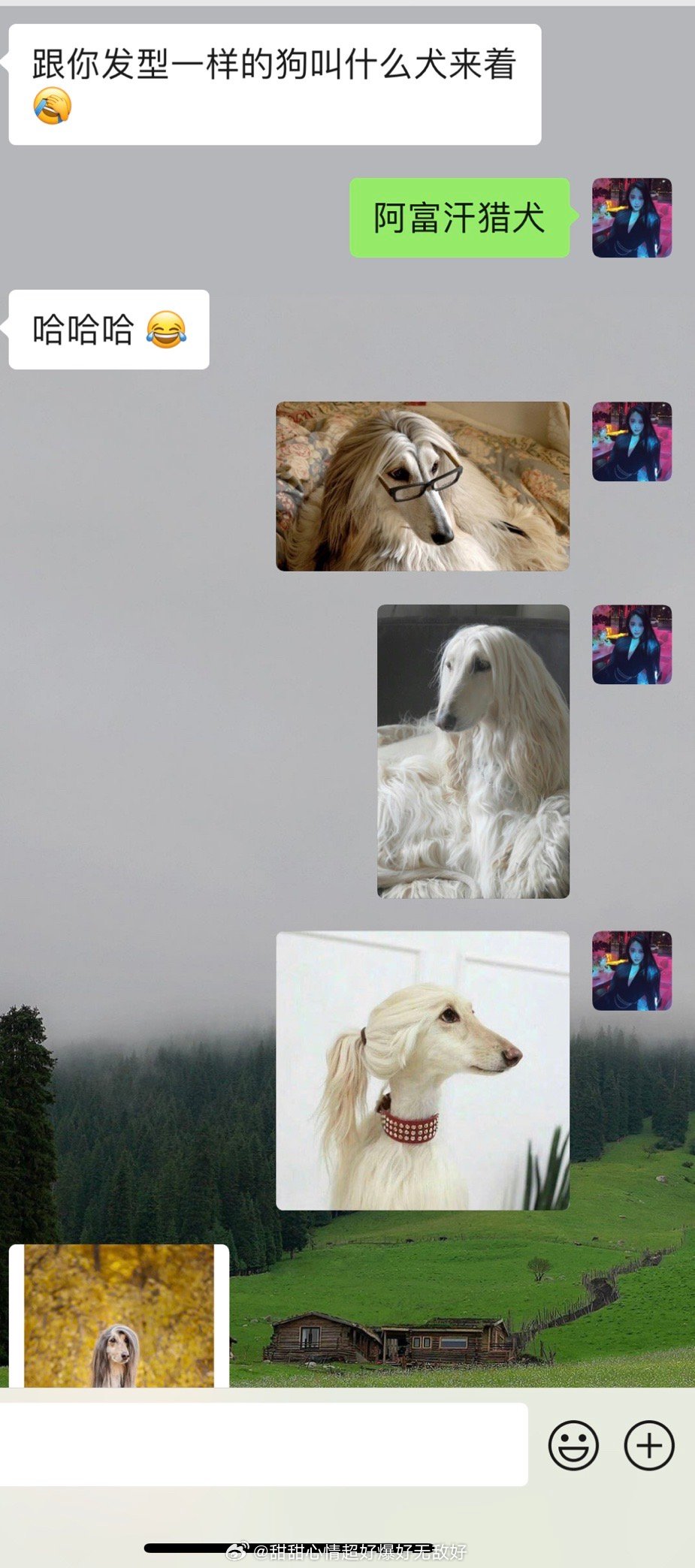 ？？？？以后请叫我阿富汗猎犬发型 ​​​
